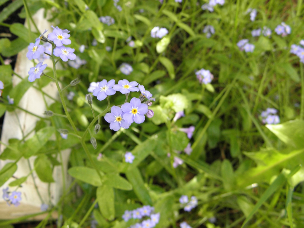 forget me not flower flowers free photo