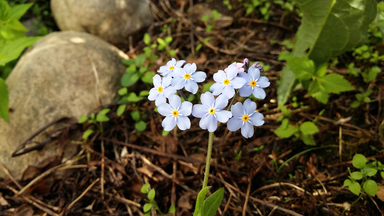 forget-me-not myosotis flower free photo