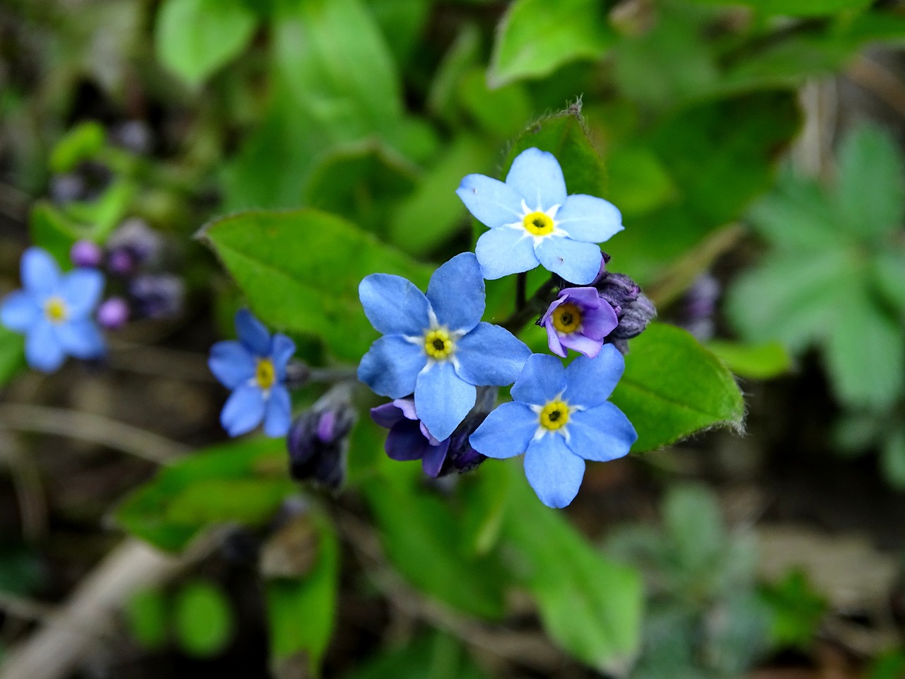 forget me not blue forget me not bloom free photo