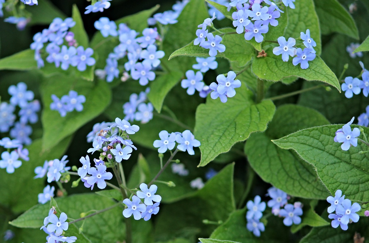 forget me not flowers blue free photo