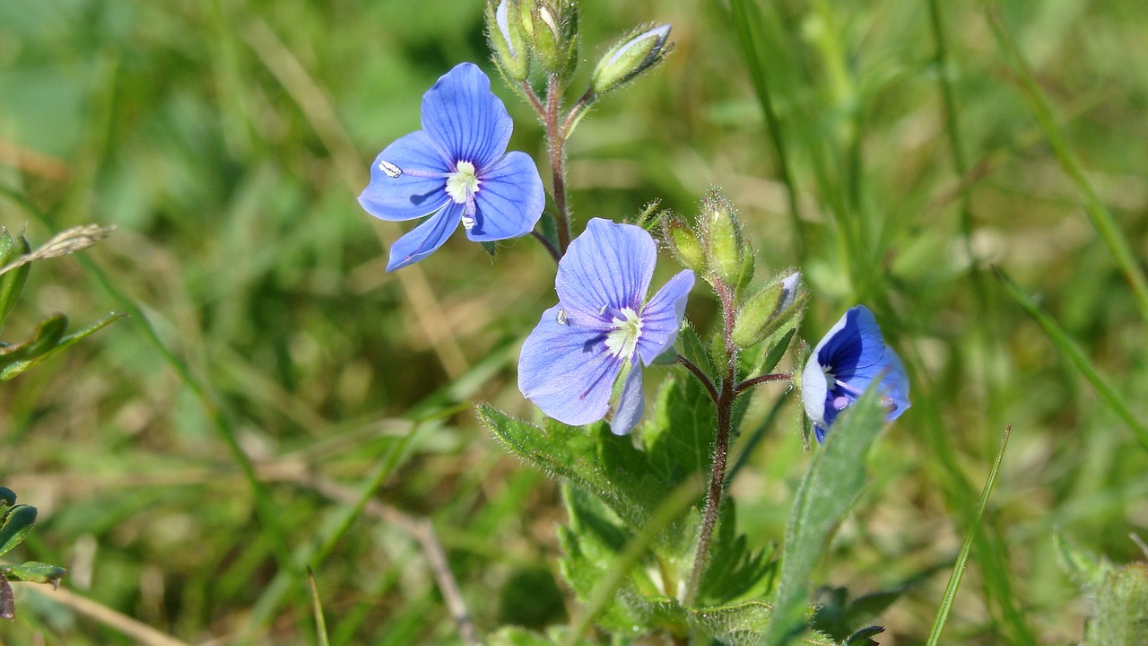 forget-me-not flowers summer free photo