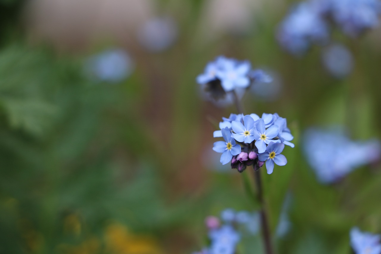 forget me not flower blossom free photo