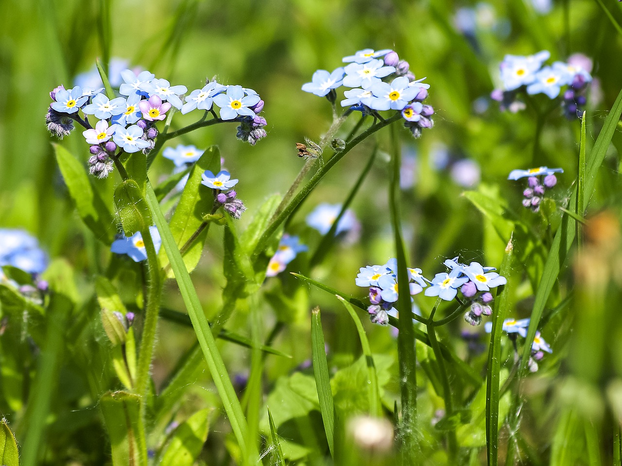 forget me not flower blossom free photo