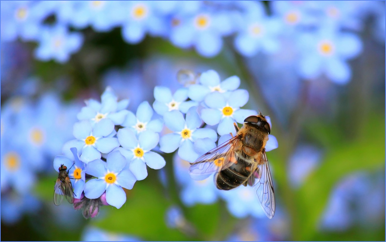 forget me not hoverfly fly free photo