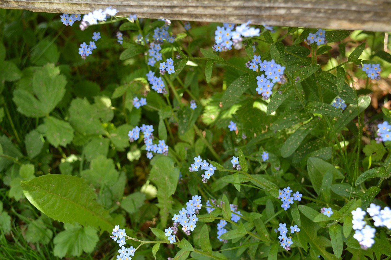 forget me not flowers nature free photo