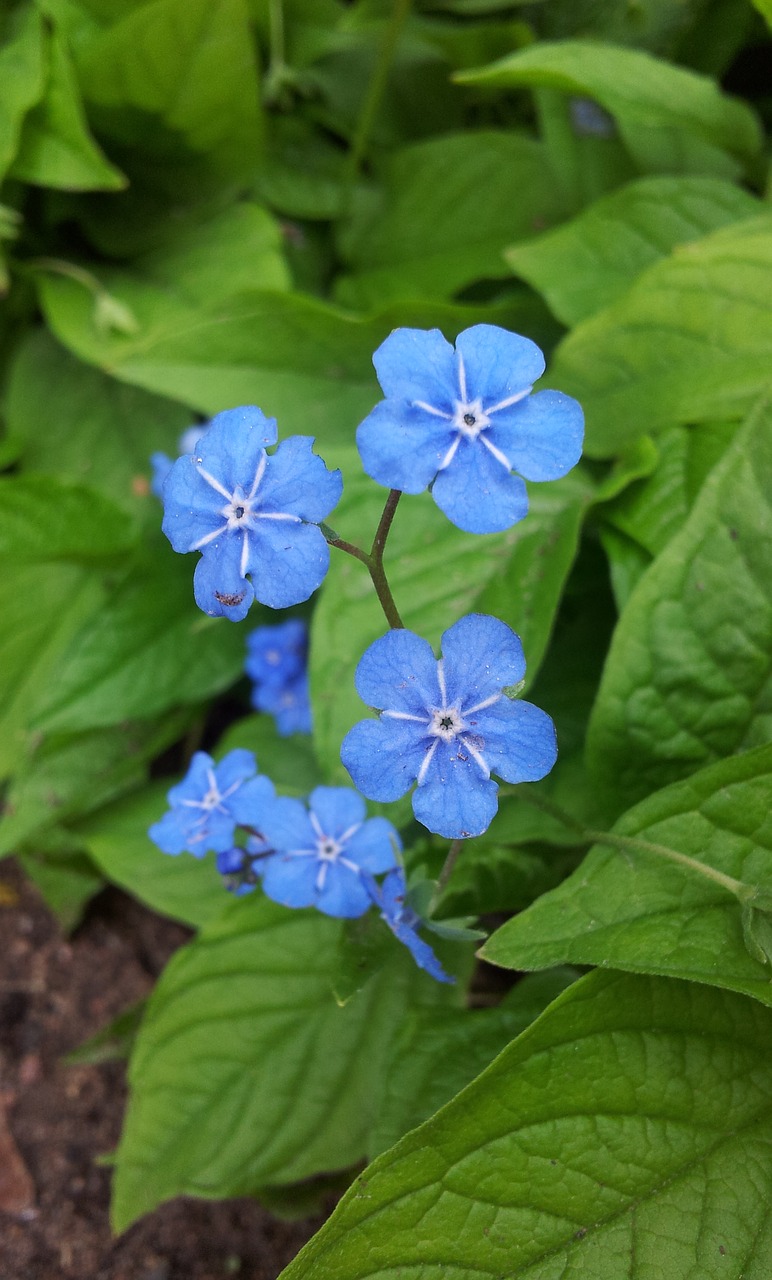 forget me not blue sky blue free photo