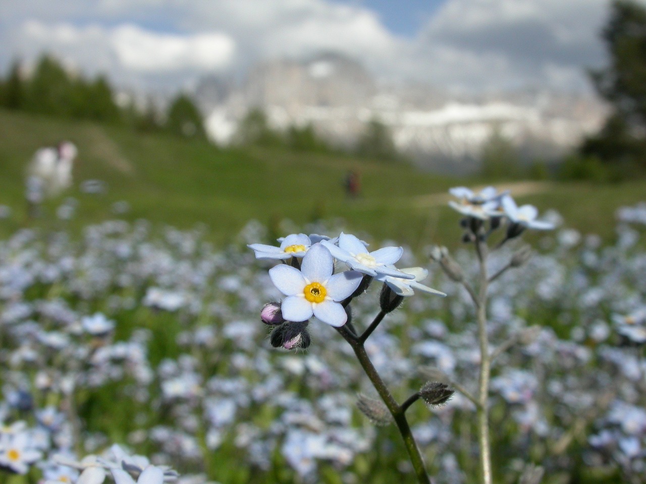 forget me not alpine flora flower free photo