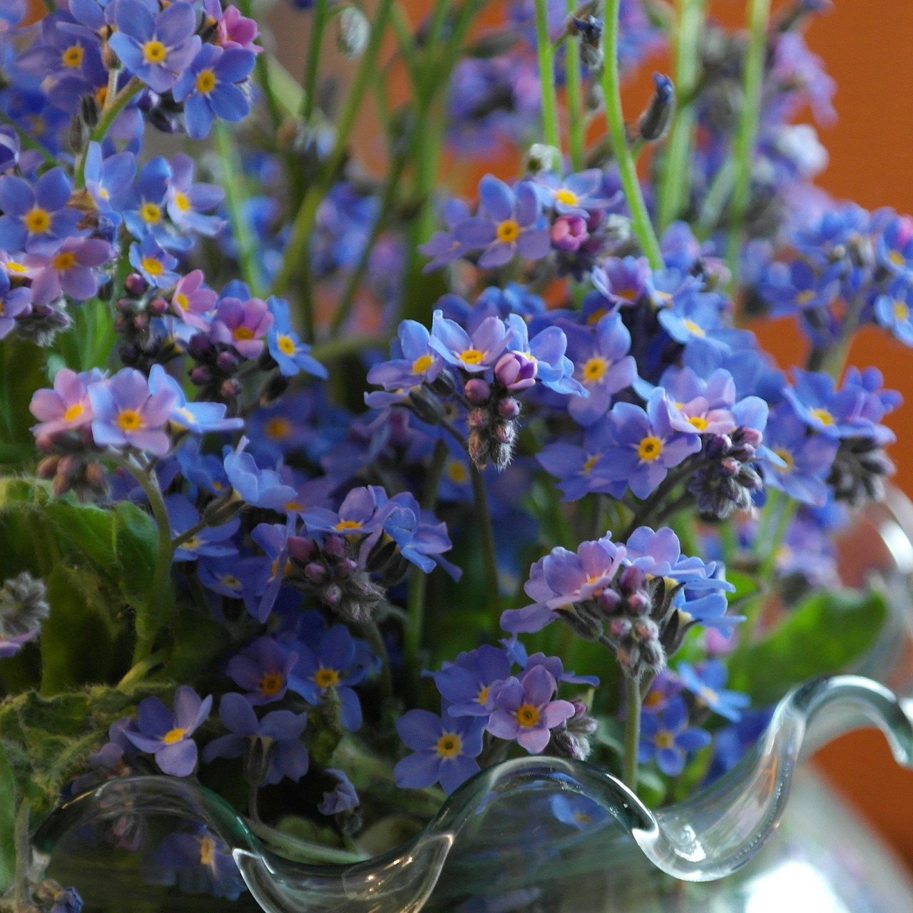 forget me not flower meadow free photo