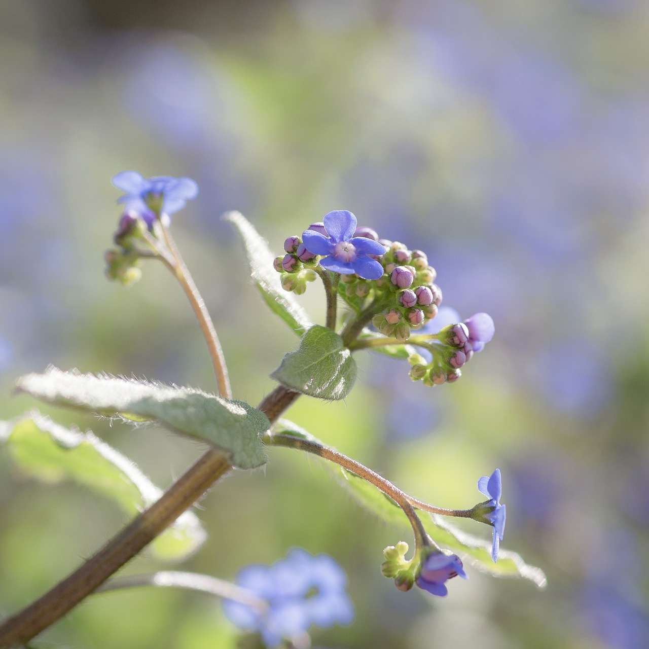 forget me not blossom bloom free photo