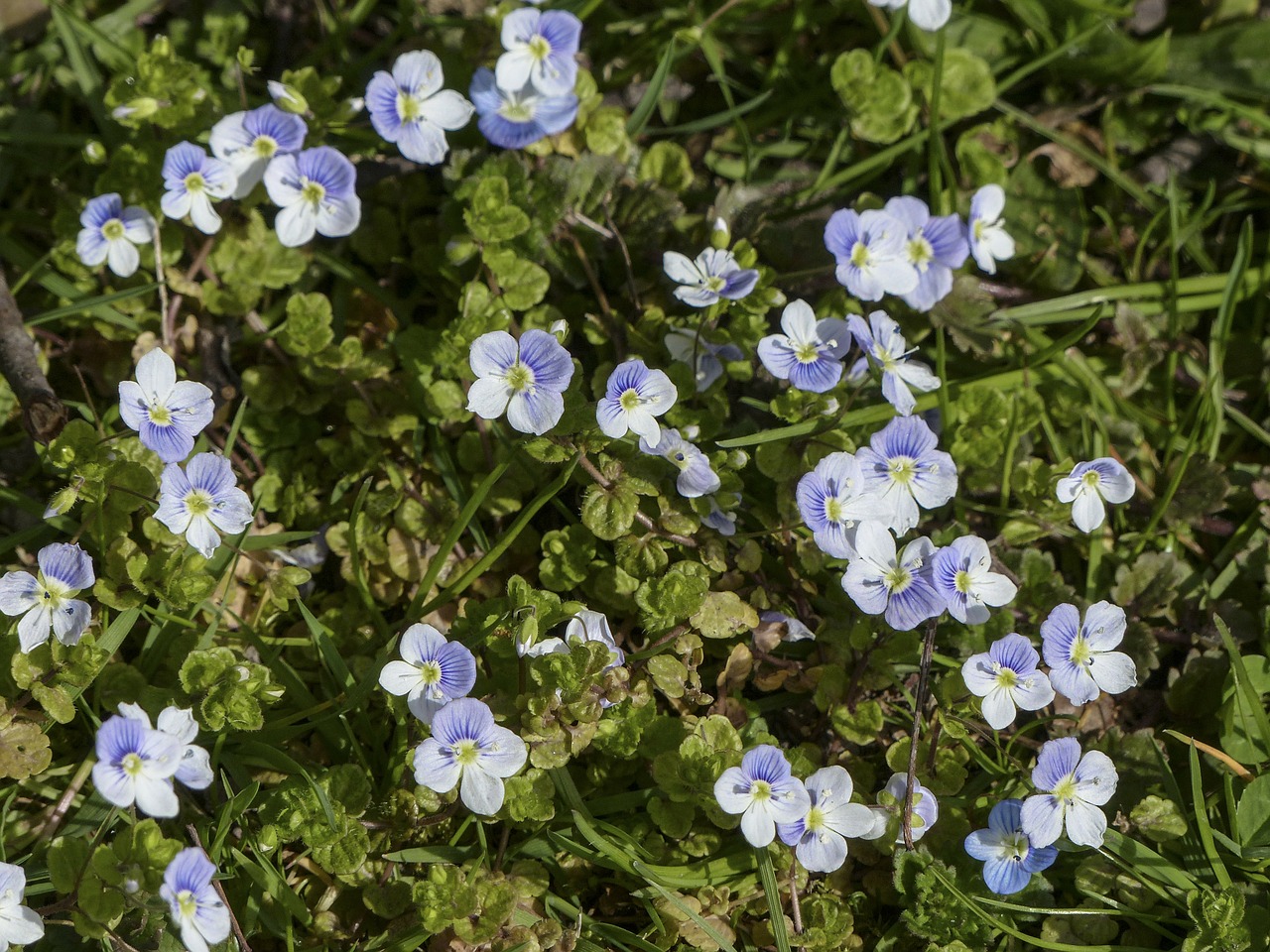 forget me not myosotis vergissmeinnicht free photo