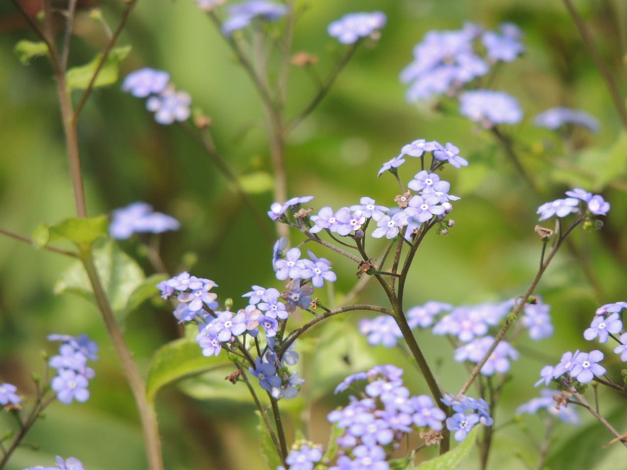 forget me not violet blossom free photo