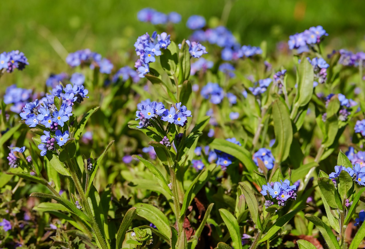 forget me not  bloom  meadow free photo