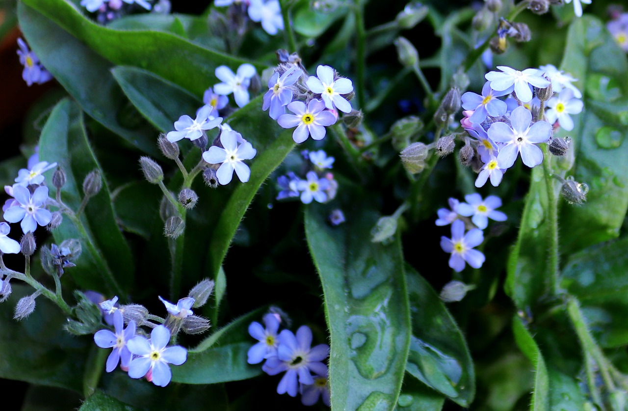 forget me not  nature  flower free photo