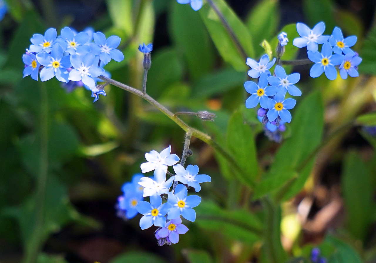 forget me not  nature  flower free photo