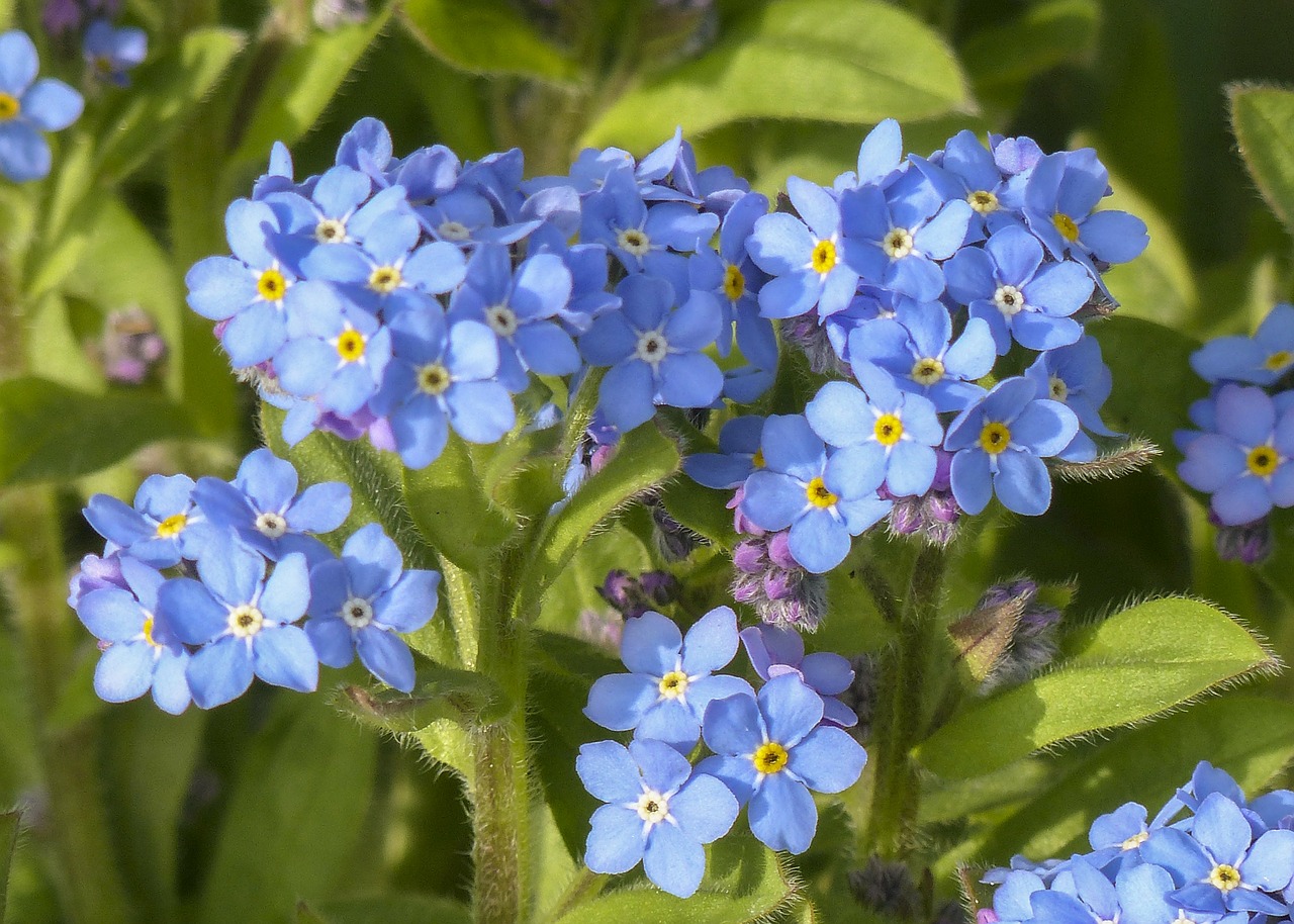 forget me not wild flower meadow free photo