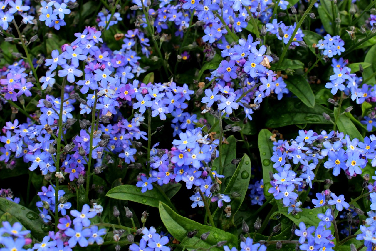 forget me not flowers blue free photo