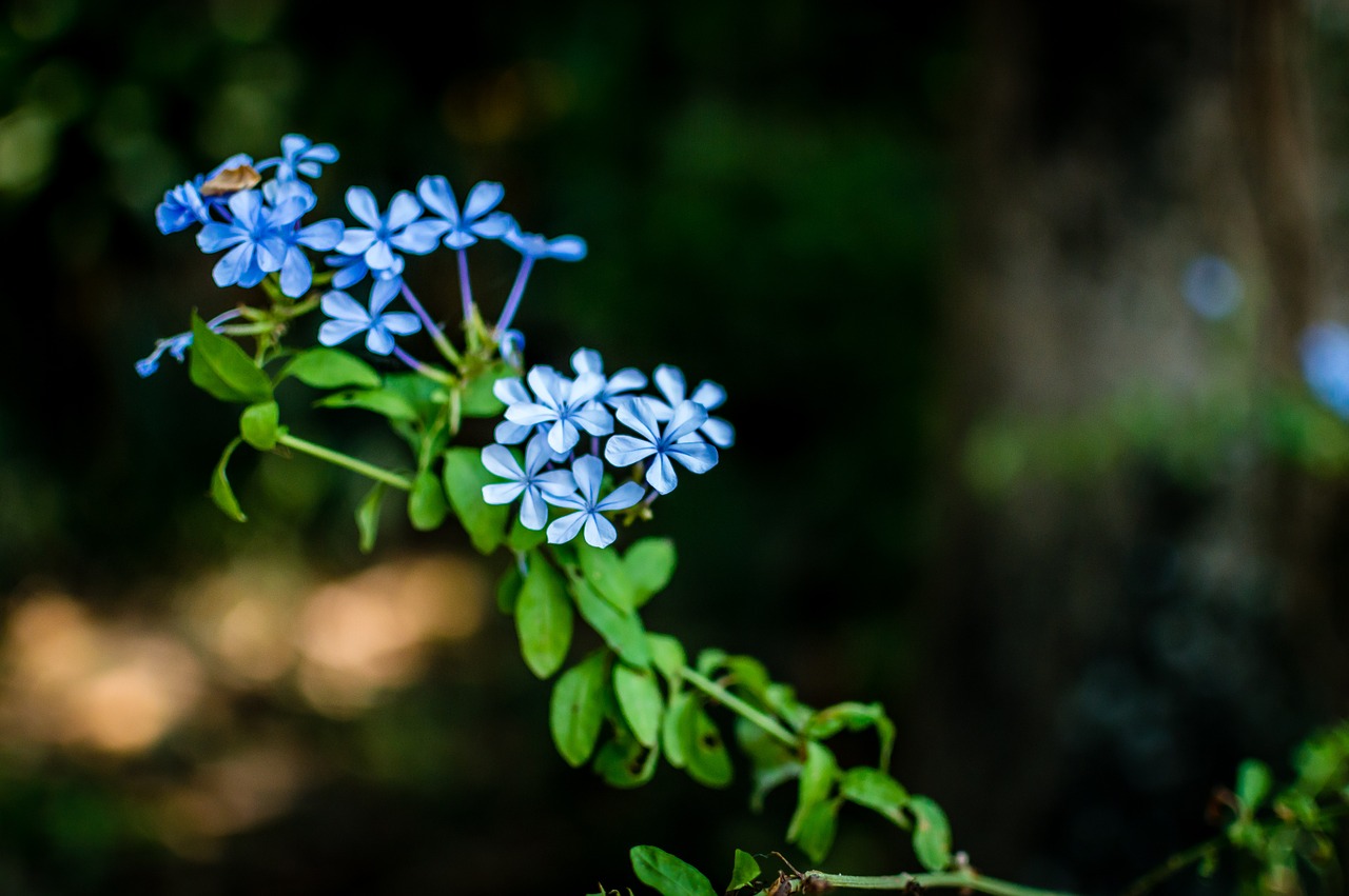 forget-me-not flowers nature free photo