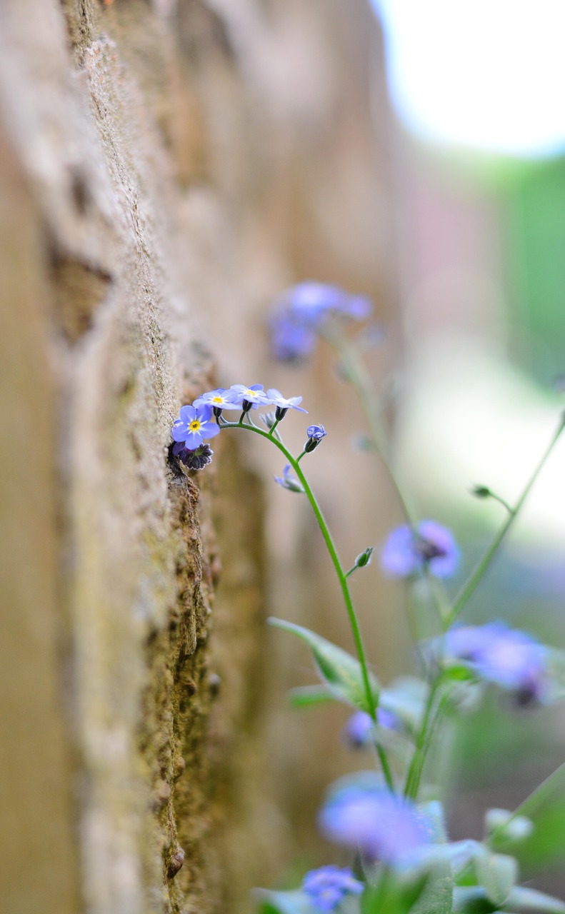 forget me not  tender  blossom free photo