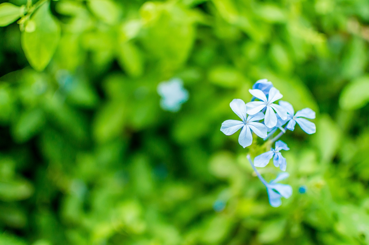 forget-me-not flower blossom free photo