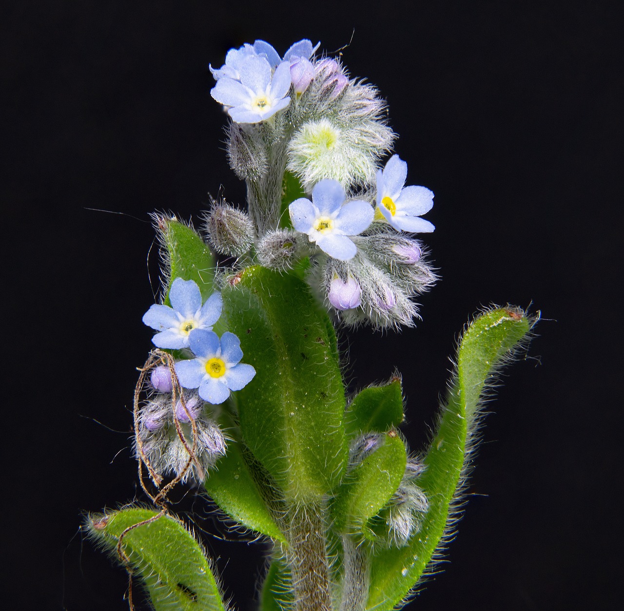 forget me not  pointed flower  close up free photo