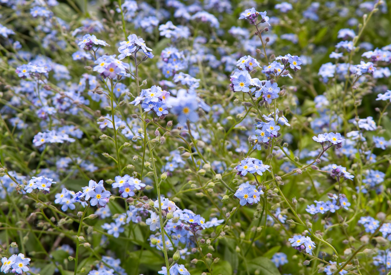 forget me not  flower  flora free photo