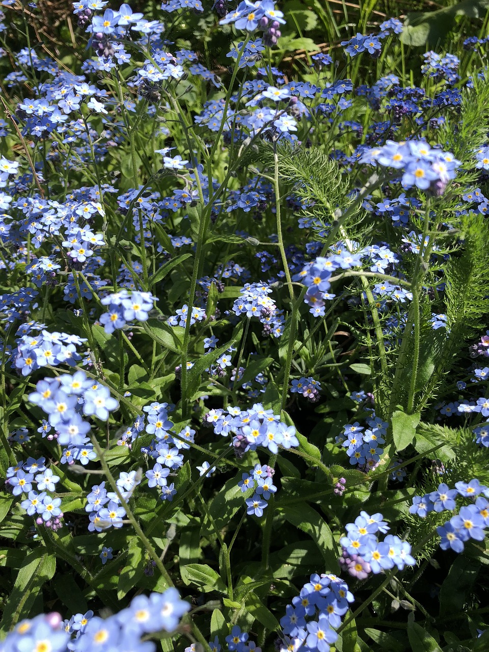 forget me not  flower  blue free photo