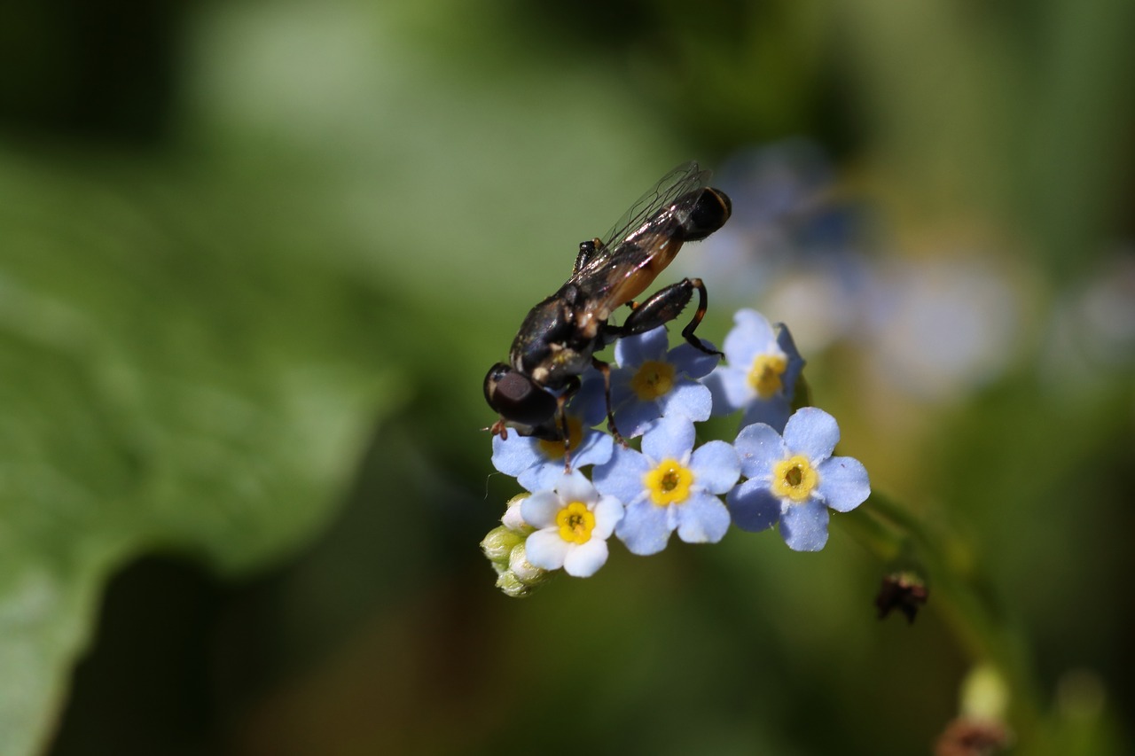 forget-me-not  fly  macro free photo