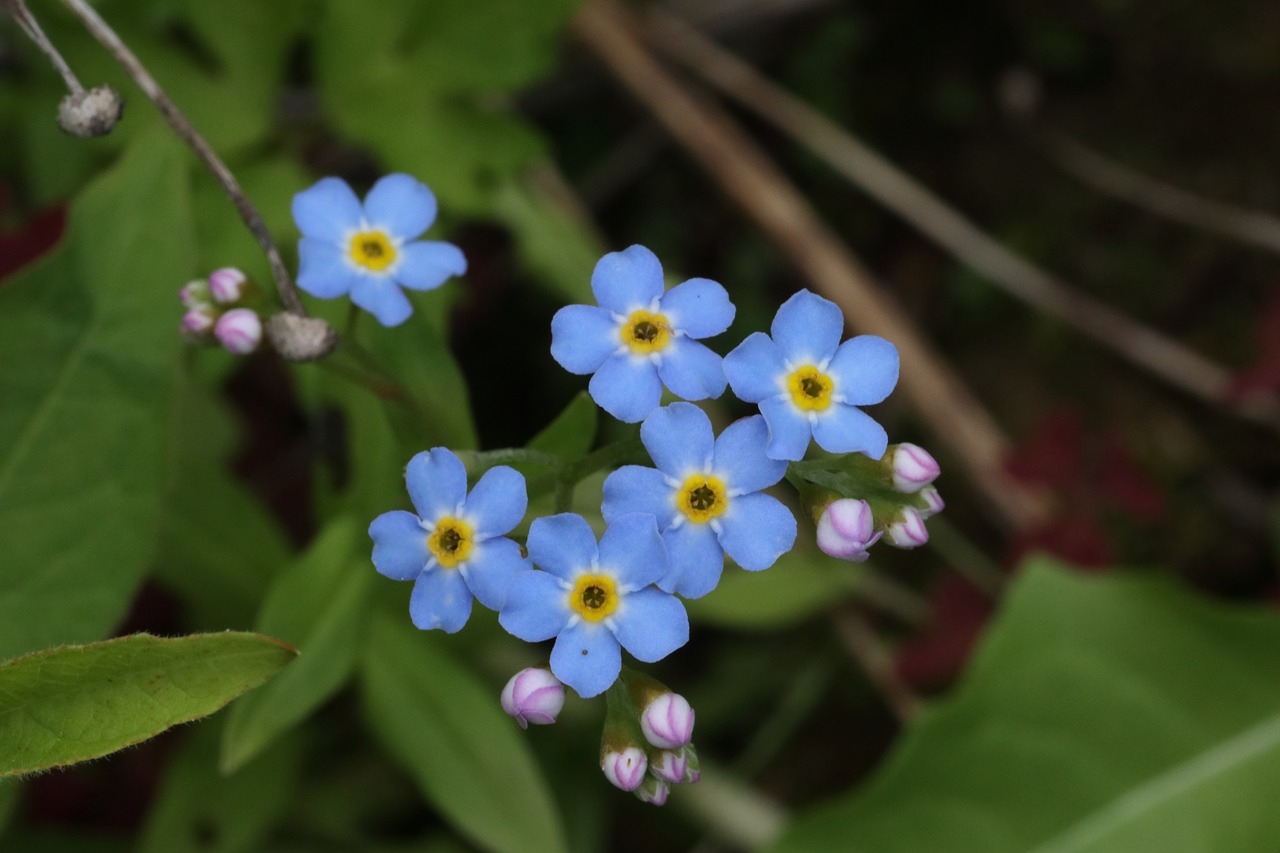 forget-me-not  little  blue free photo