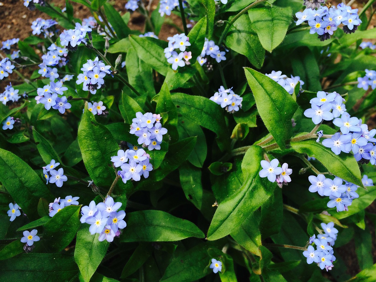 forget me not flowers garden free photo