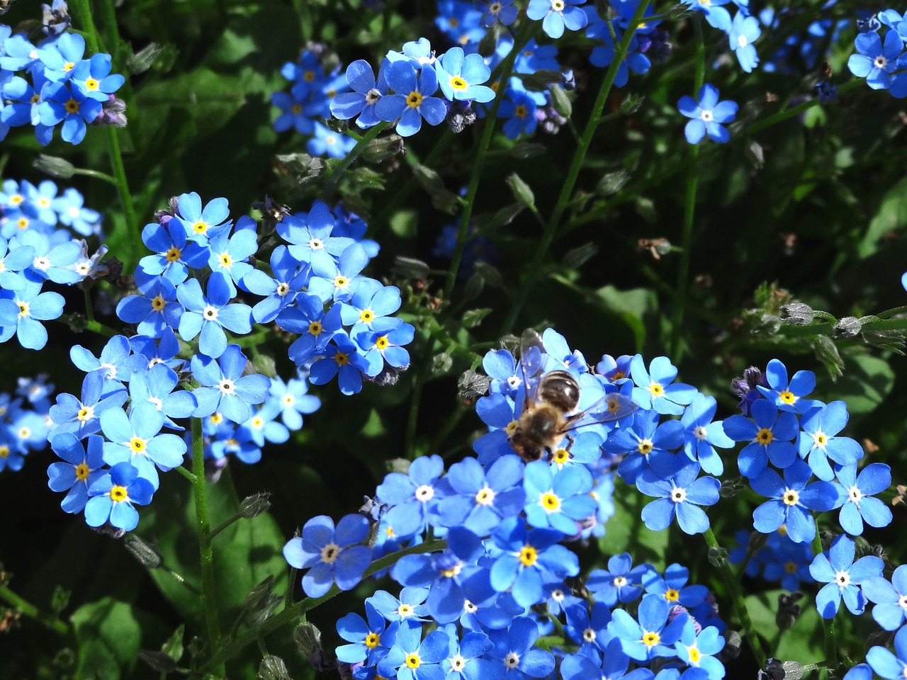 forget me not  flower  nature free photo