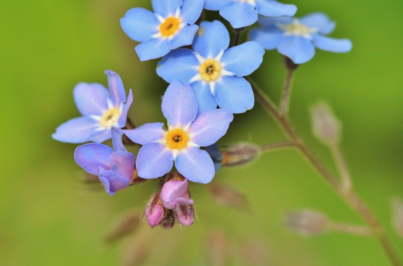 forget me not blossom bloom free photo
