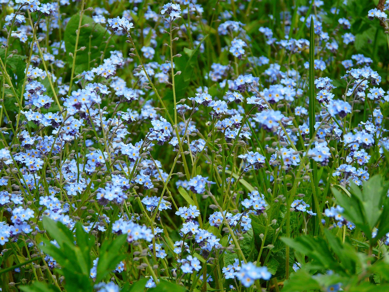 forget me not flower meadow free photo