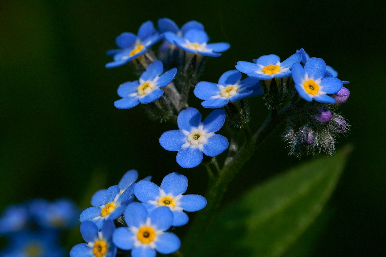 forget me not  nature  flower free photo