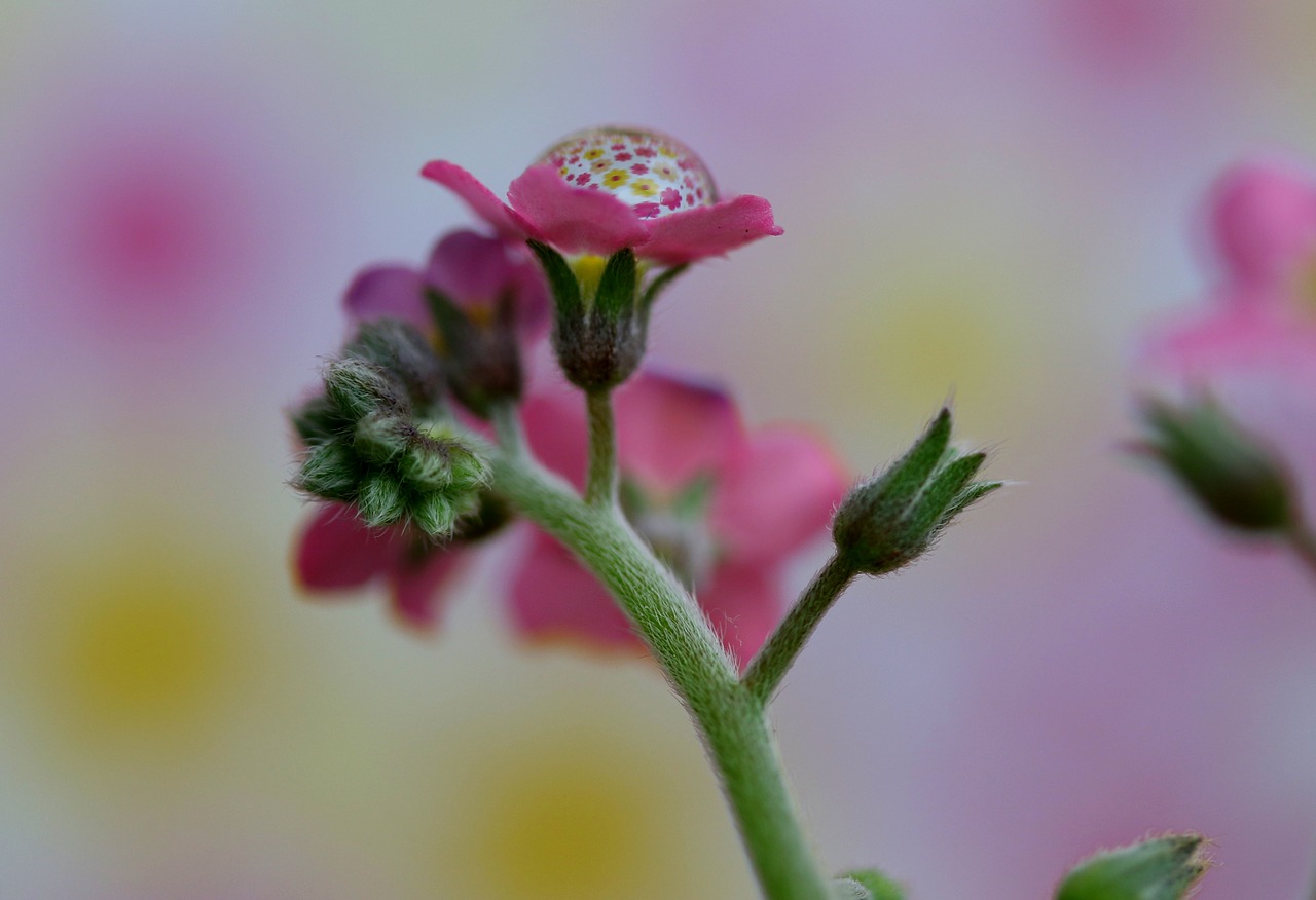 forget-me-not  flower  pink free photo