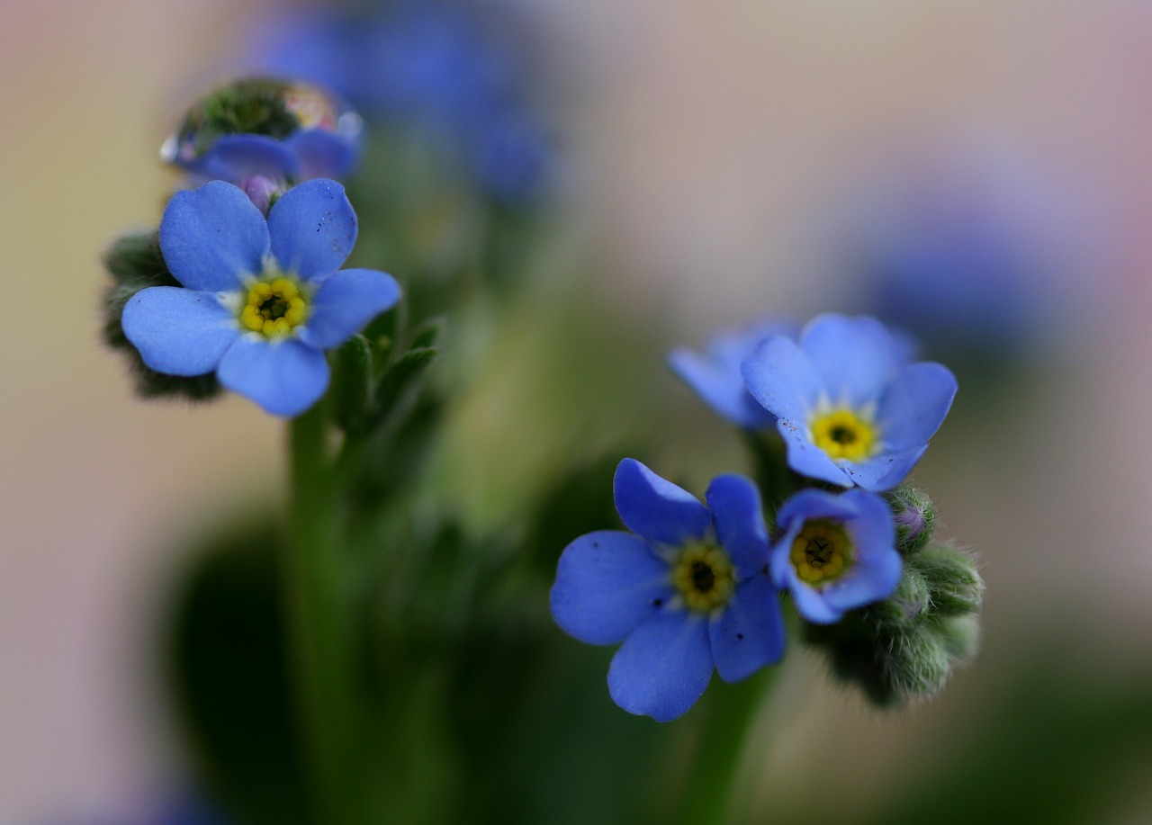 forget-me-not  blue  flower free photo