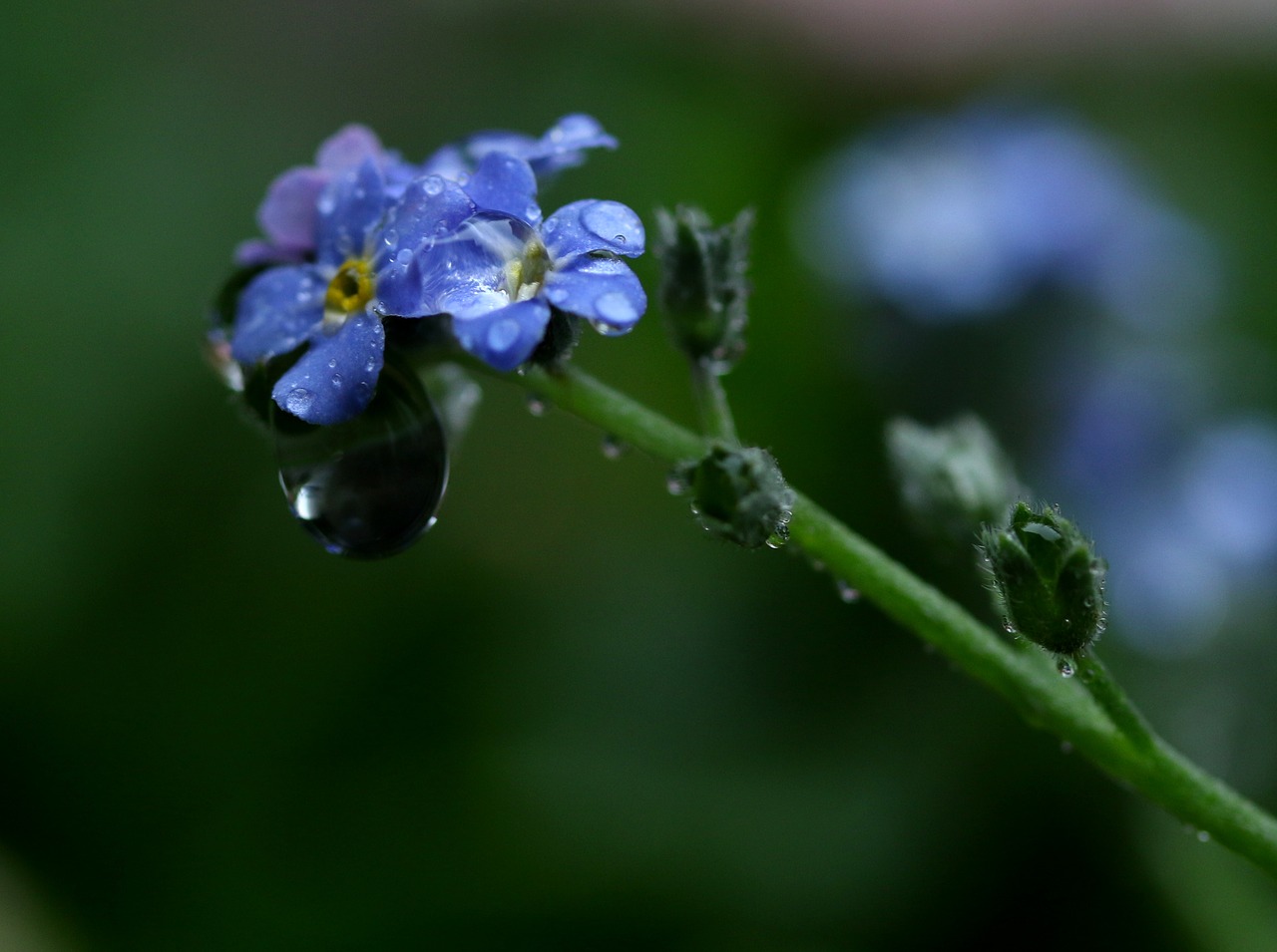 forget-me-not  flower  blue free photo