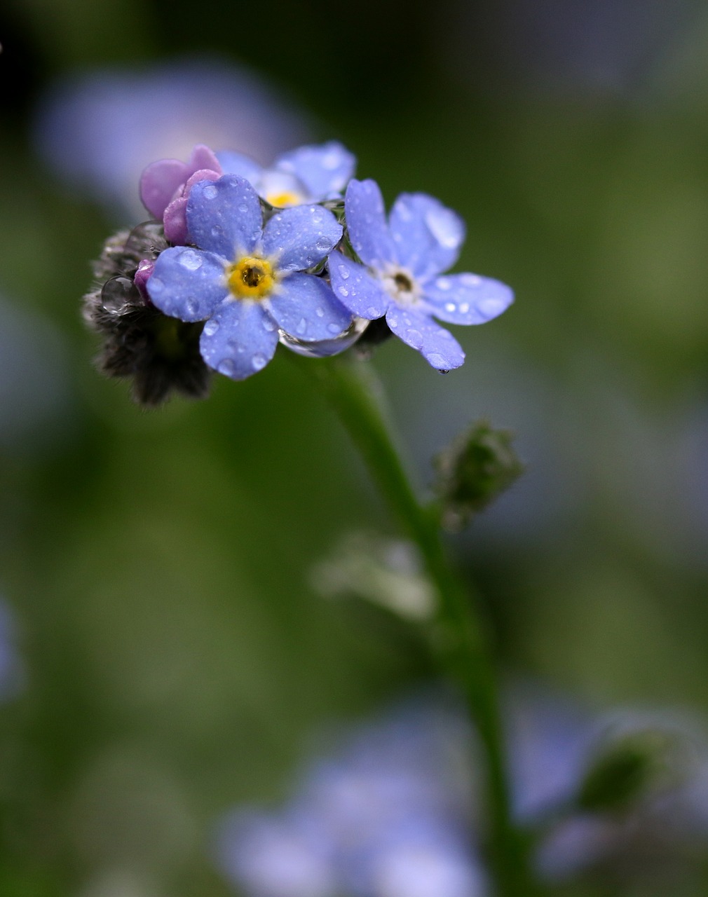 forget-me-not  flower  blue free photo