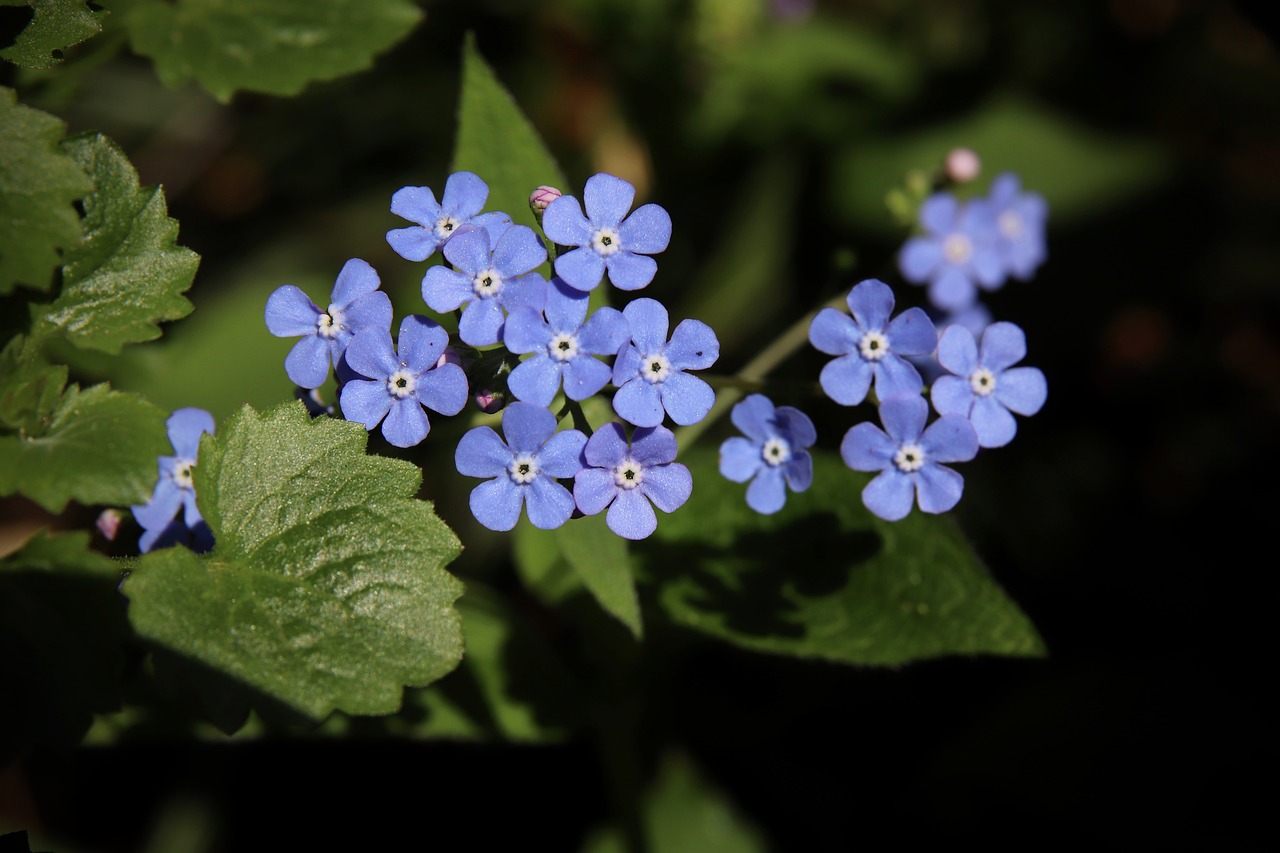 forget me not  flowers  petals free photo