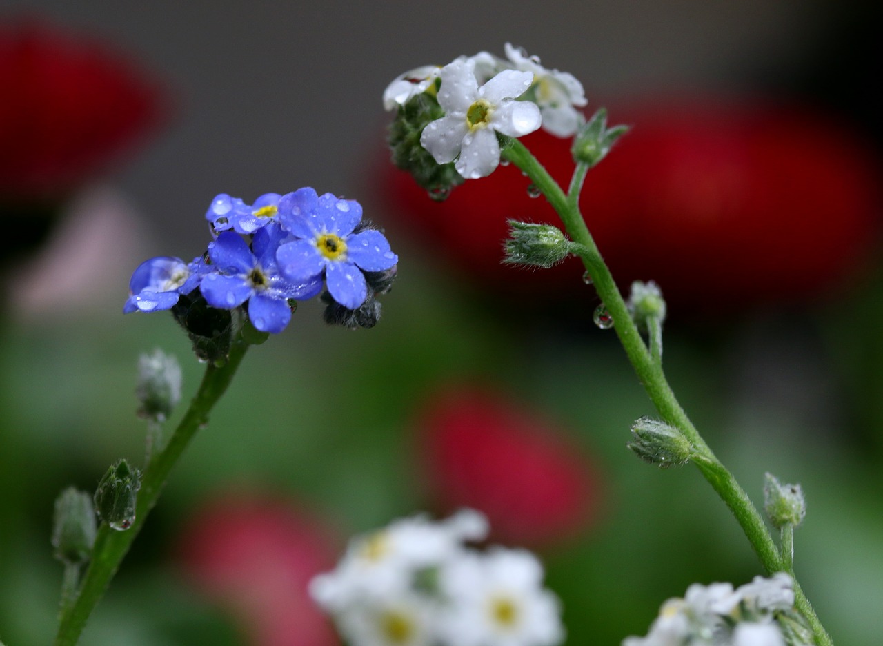 forget-me-not  flower  blue free photo