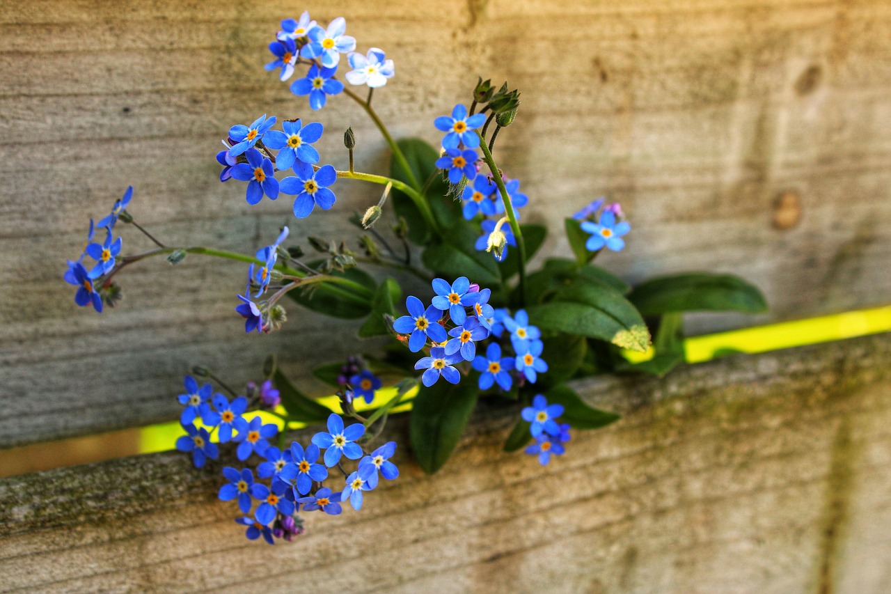 forget me not  macrophylla  caucasus forget me not free photo