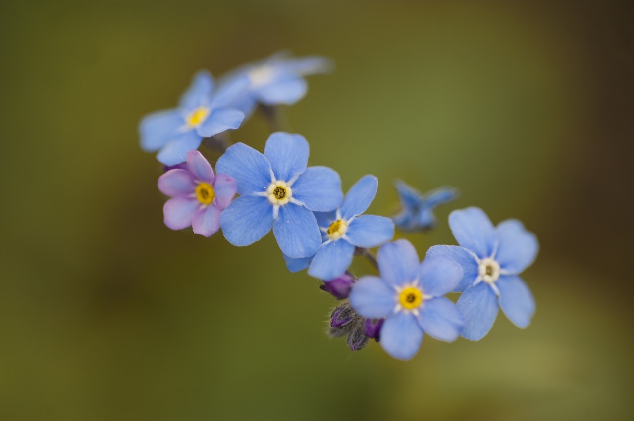 forget-me-not  flowers  meadow free photo