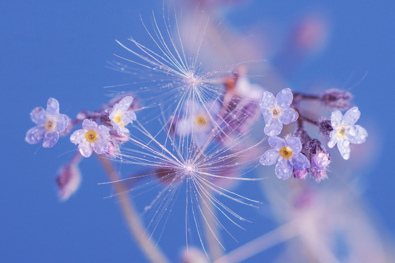 forget me not  flower  spring flowers free photo