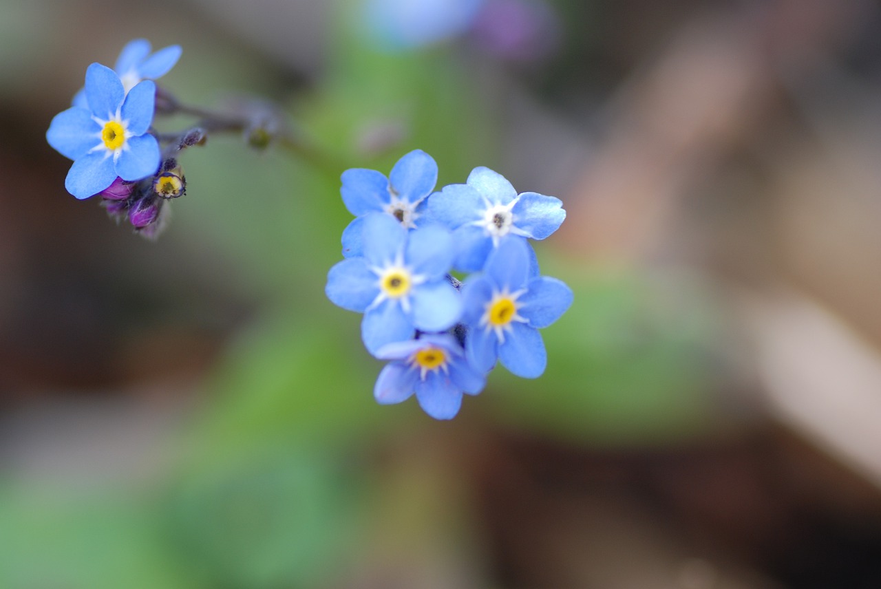 forget-me-not  blue  bloom free photo