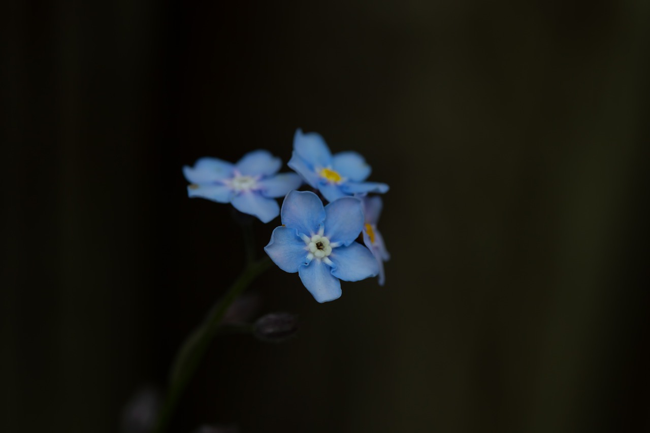 forget me not  flower  blossom free photo