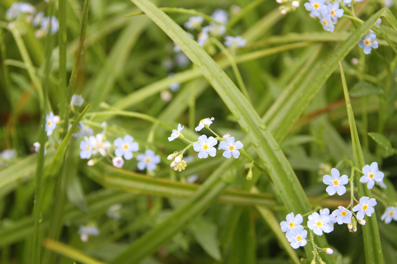 forget-me-not meadow flower free photo