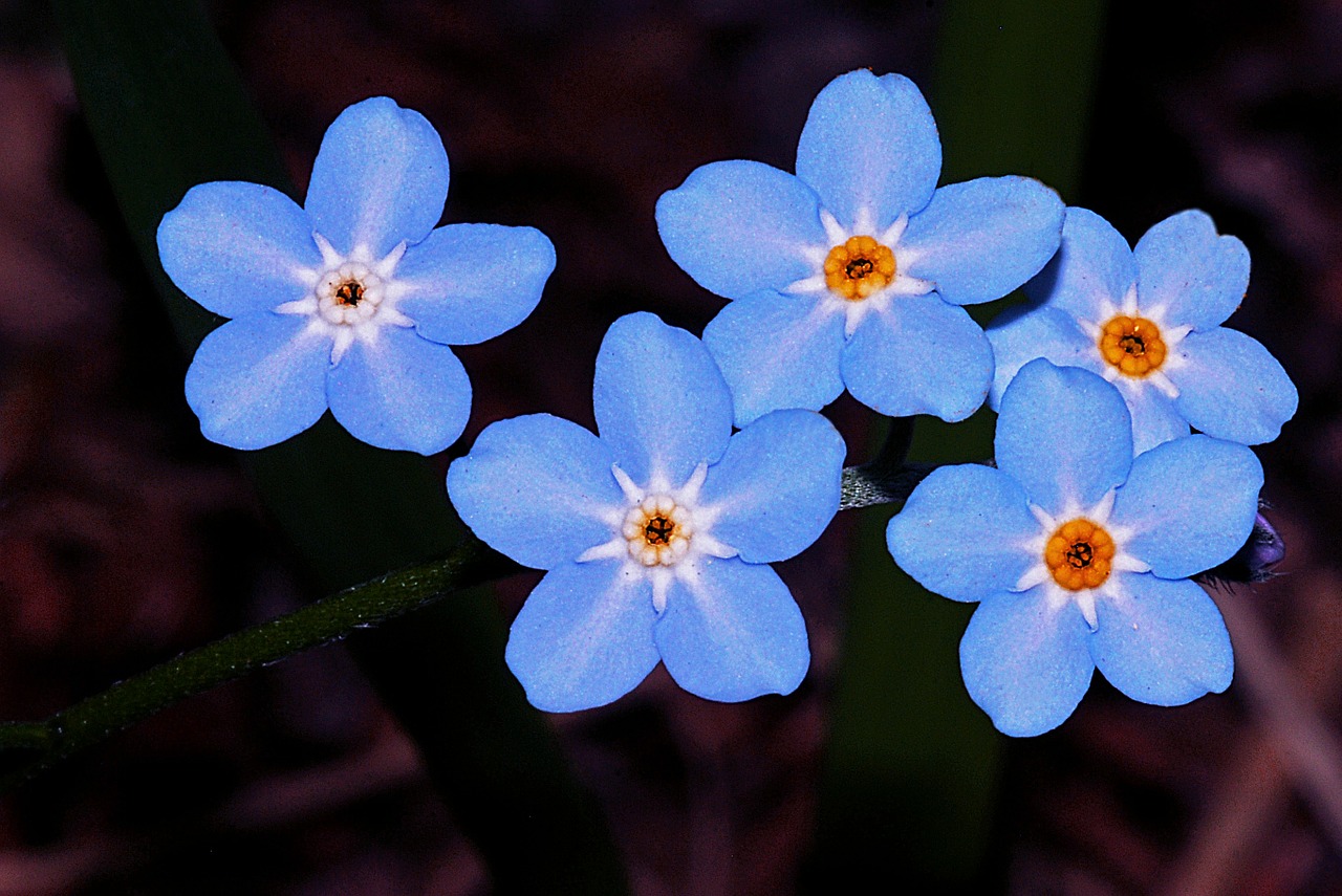forget-me-not flower blue free photo
