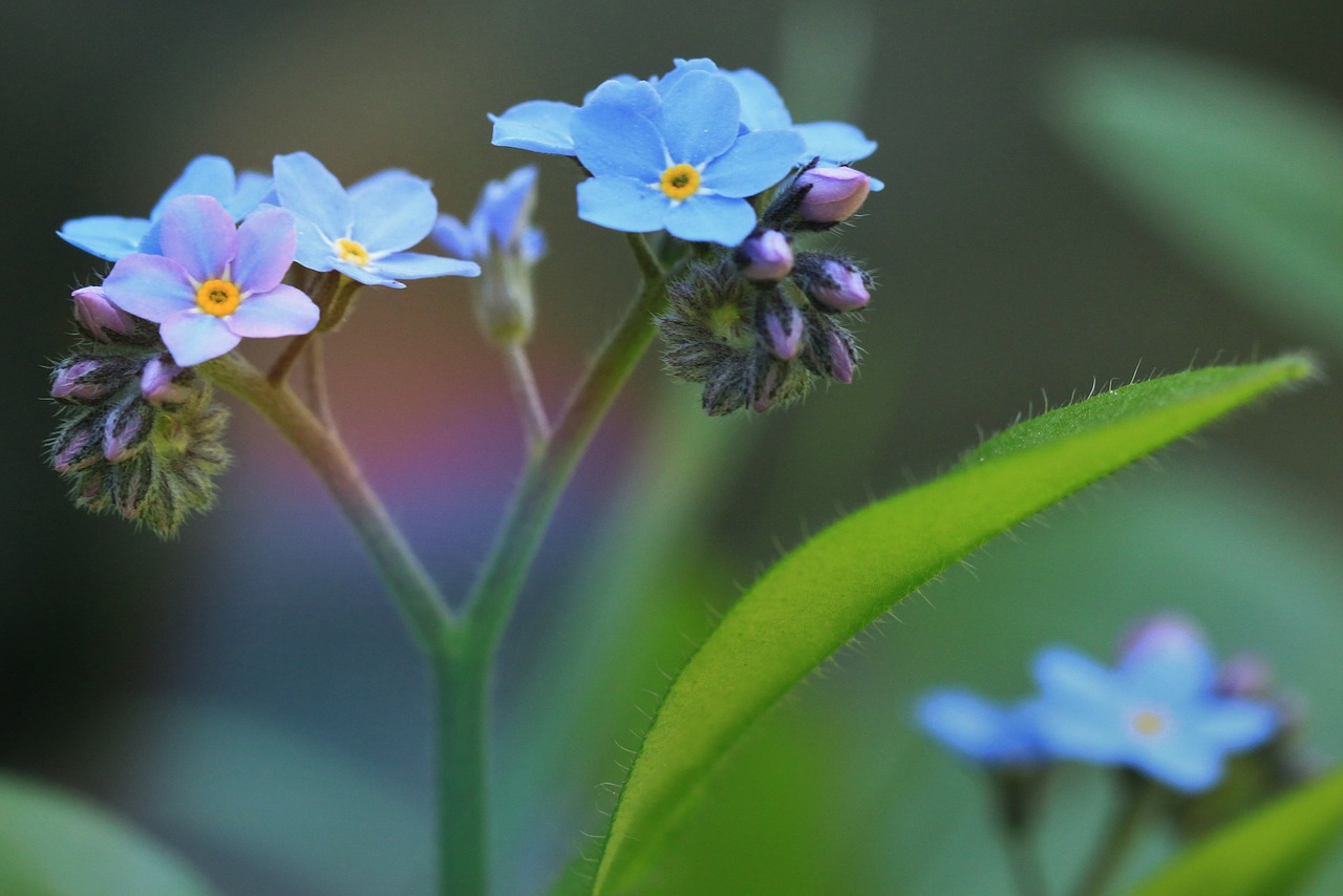 forget me not blossom bloom free photo