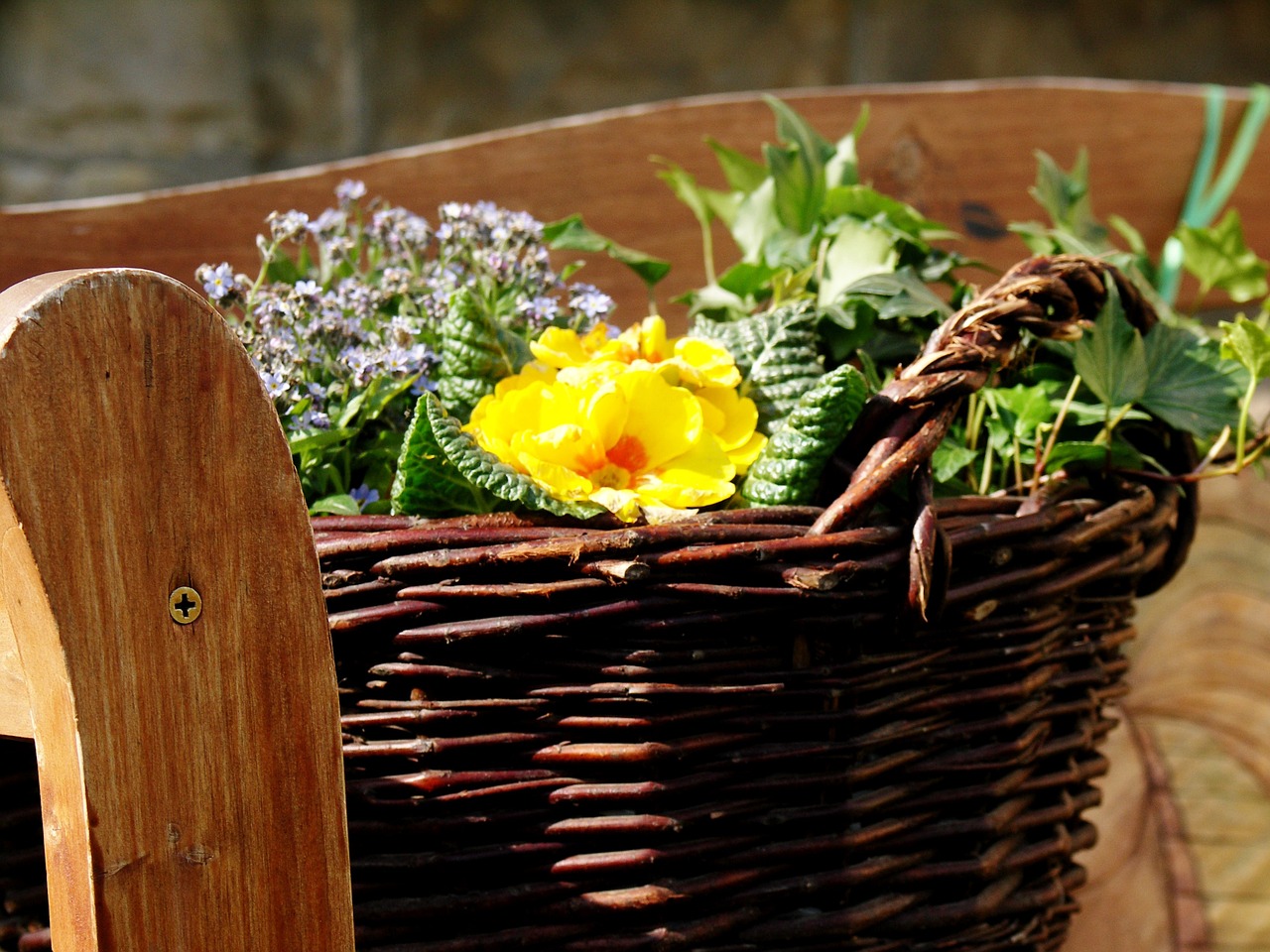 forget me not primrose basket free photo