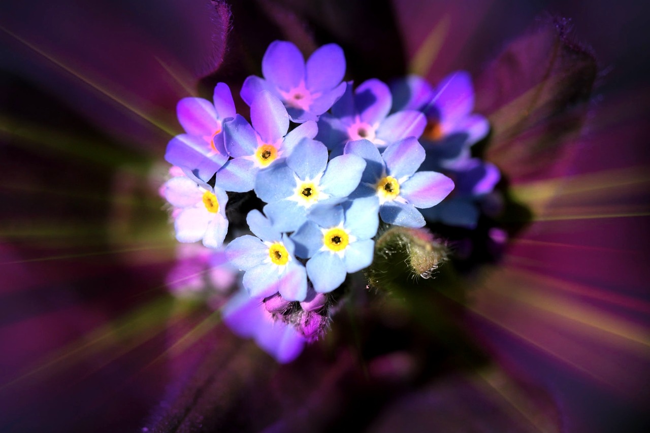 forget me not blossom bloom free photo