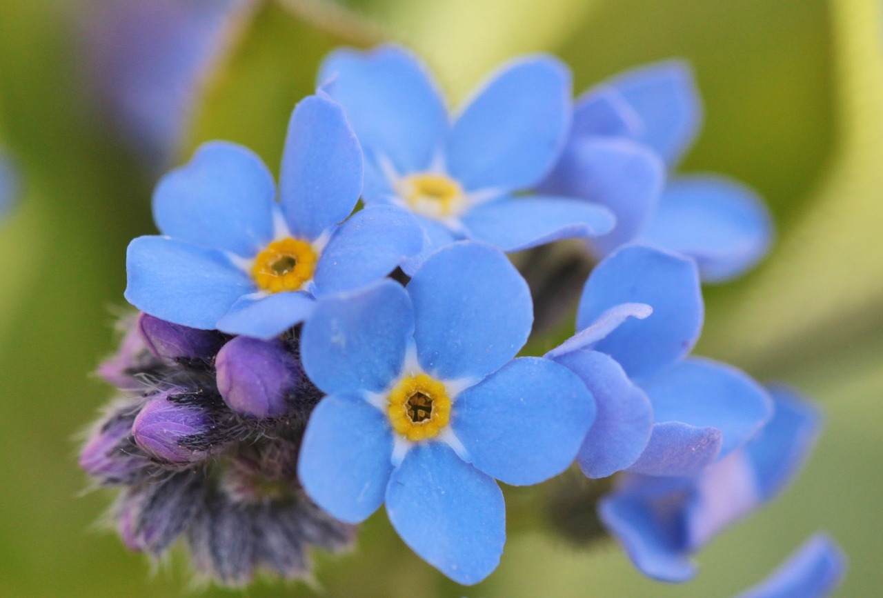 forget me not flowers flower free photo